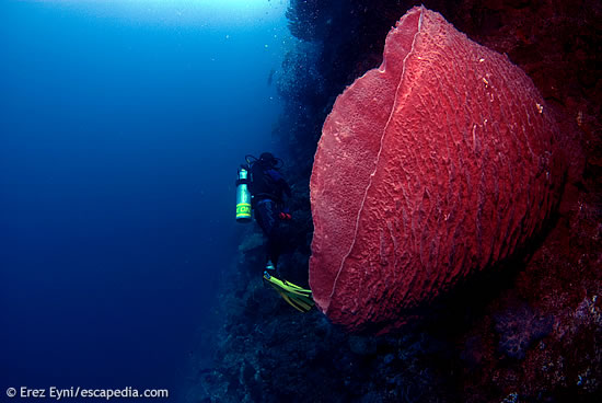 A diver and a huge barrel sponge in Tubbataha