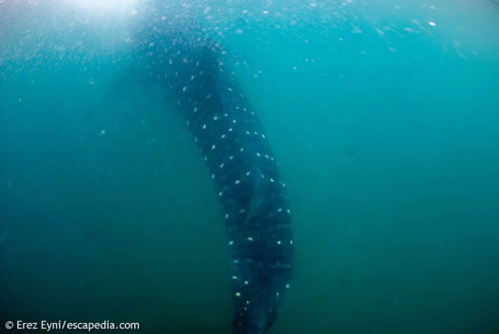 This is as good as it gets: It's impossible to see a whole shark due to bad visibility, it's either the head, the tail or the mid part of the body