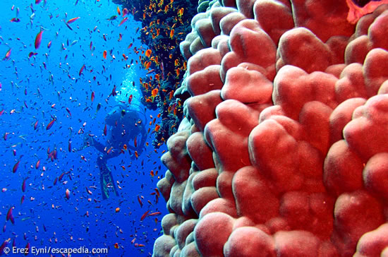 Red and blue at Abu Kifan Reef