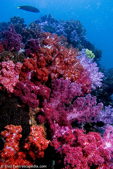 Abundance of soft corals @ 7 Colour Rock