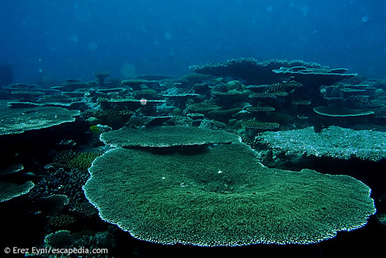 חלק קטן העדשה לא רחבה מגן האלמוגים הגדול