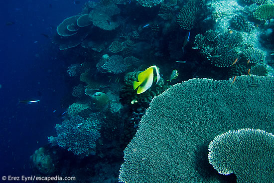 עוד חלק מגן האלמוגים
