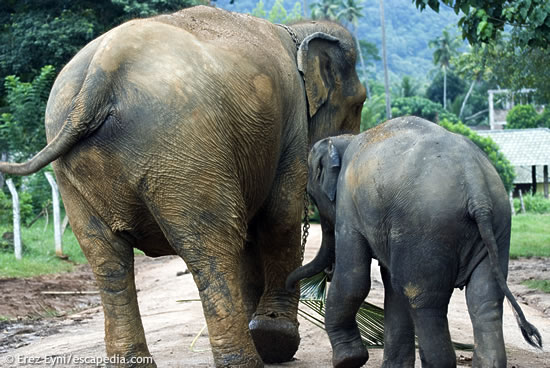 פילים בבית היתומים